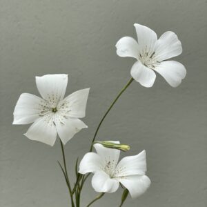 semillas de agrostemma