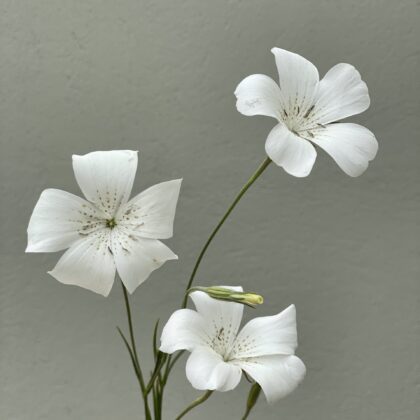 semillas de agrostemma